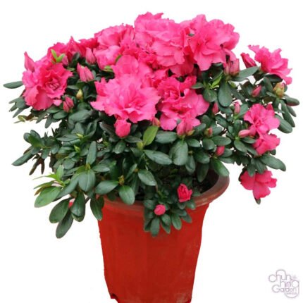 rhododendron  Chun Hing Gardening & Landscaping Ltd.
