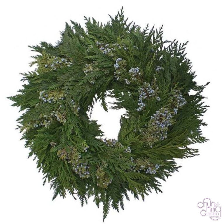 20″ Western Red Cedar/Berried Juniper Wreath Chun Hing Gardening