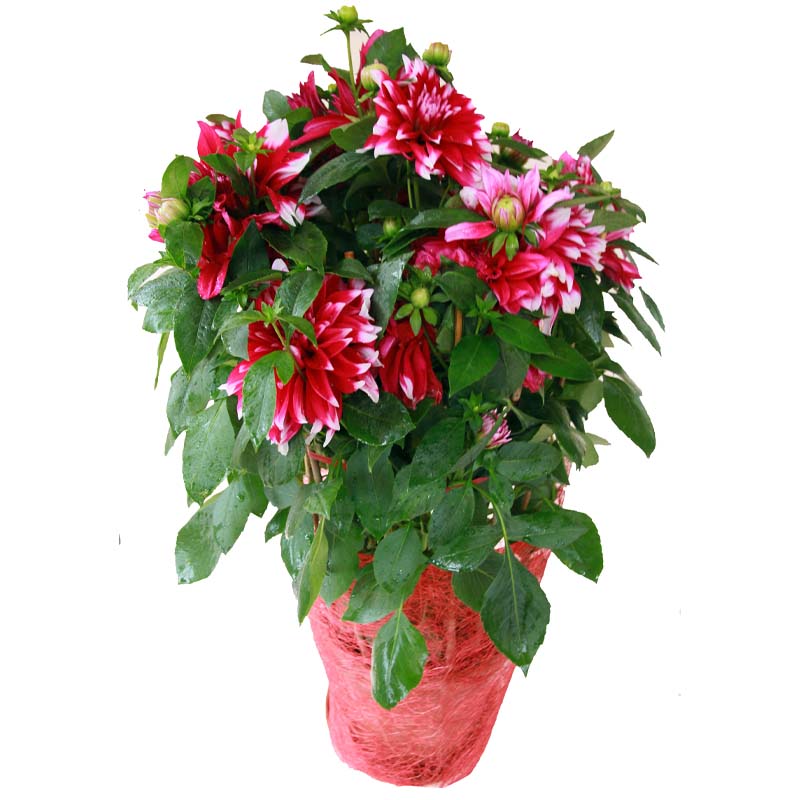 五彩大利花 (1) Dahlia (花貓) - Image 1