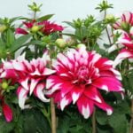 Dahlia (花貓) - Image 2