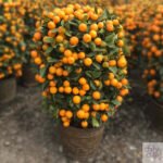 Calamondin (High Grade) - Image 3