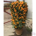 Calamondin (High Grade)