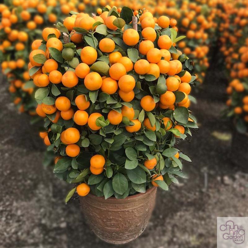 四季桔 (特級) 9 吋 Calamondin (High Grade) - Image 2