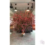 Peach Blossom - Image 2