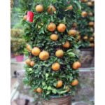 Citrus reticulata 'Nobilis'
