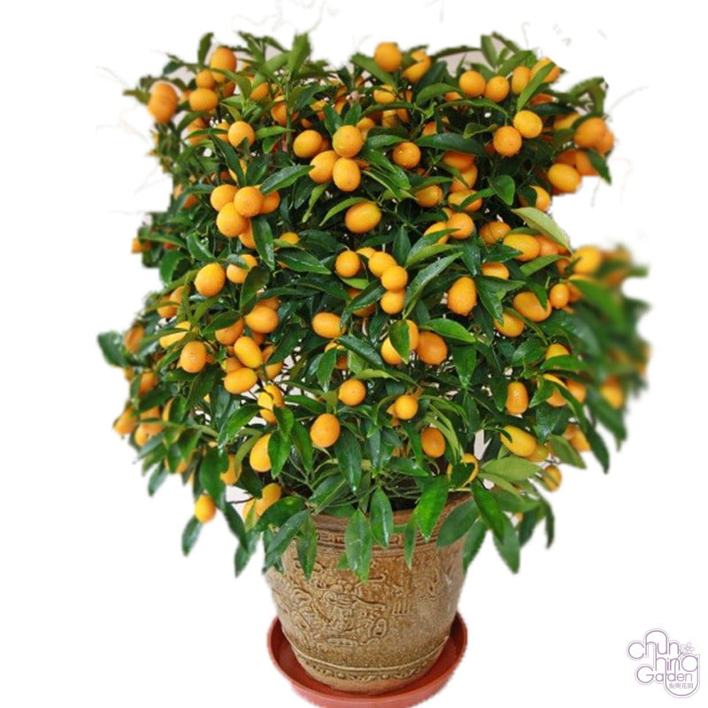 金橘 - 12吋盆 Kamquat - Image 1