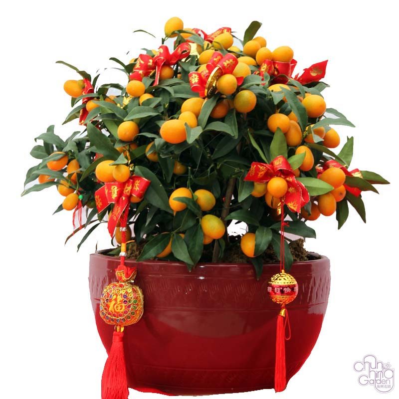 金橘 - 2合1連裝飾(連紅瓷盆) Kamquat - Image 3