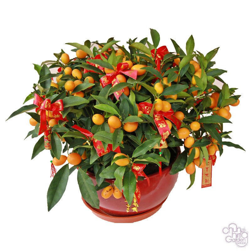 金橘 - 3合1連裝飾(連紅瓷盆) Kamquat - Image 2