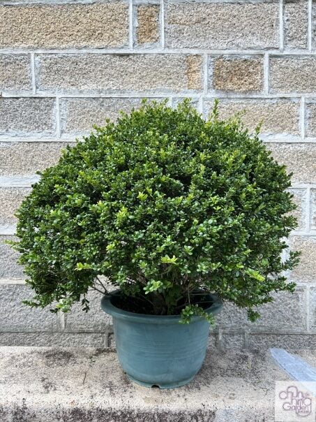 Ilex – Chun Hing Gardening & Landscaping Ltd.