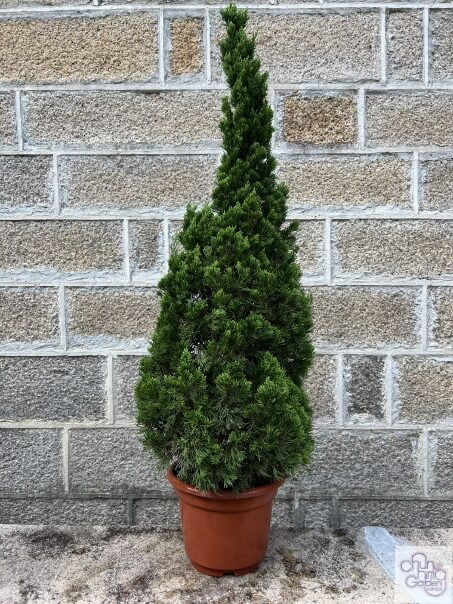 龍柏 – Chun Hing Gardening & Landscaping Ltd.
