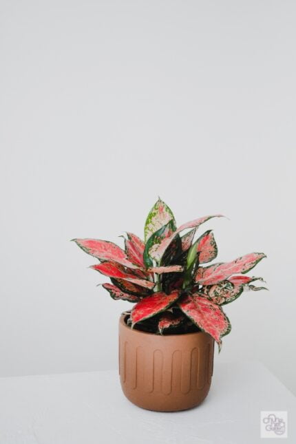 Aglaonema commutatum  Chun Hing Gardening & Landscaping Ltd.