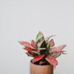 Aglaonema sp