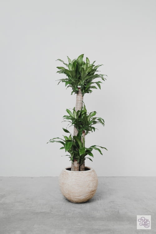 Dracaena (3 stems) – Chun Hing Gardening & Landscaping Ltd.