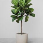 Ficus Lyrata