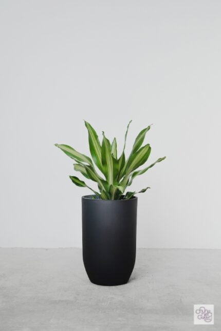 Golden Heart (Dracaena fragrans)  Chun Hing Gardening & Landscaping Ltd.