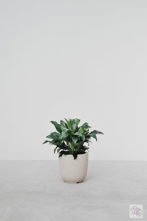 Peace Lily 白掌 Peace Lily - Image 1