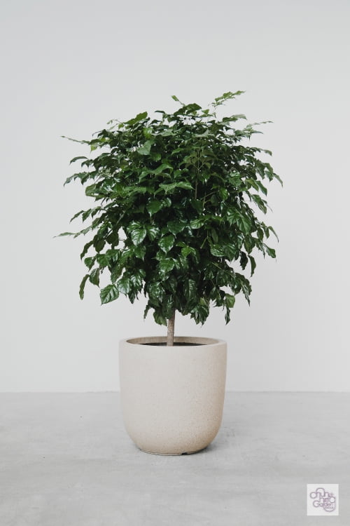 Radermachera 單枝綠元寶 small Radermachera (Small) - Image 1