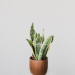 金邊虎尾蘭 (小)