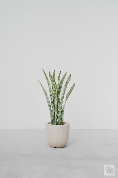 Snake Plant 金邊虎尾蘭 Snake Plant - Image 1