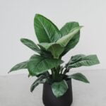 Spathiphyllum palls Hort.