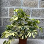 Schefflera heptaphylla