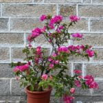 Bougainvillea