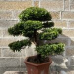 羅漢松 (剪型) (台灣品種)