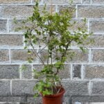 Lonicera japonica
