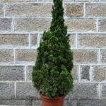 Dragon Chinese Juniper